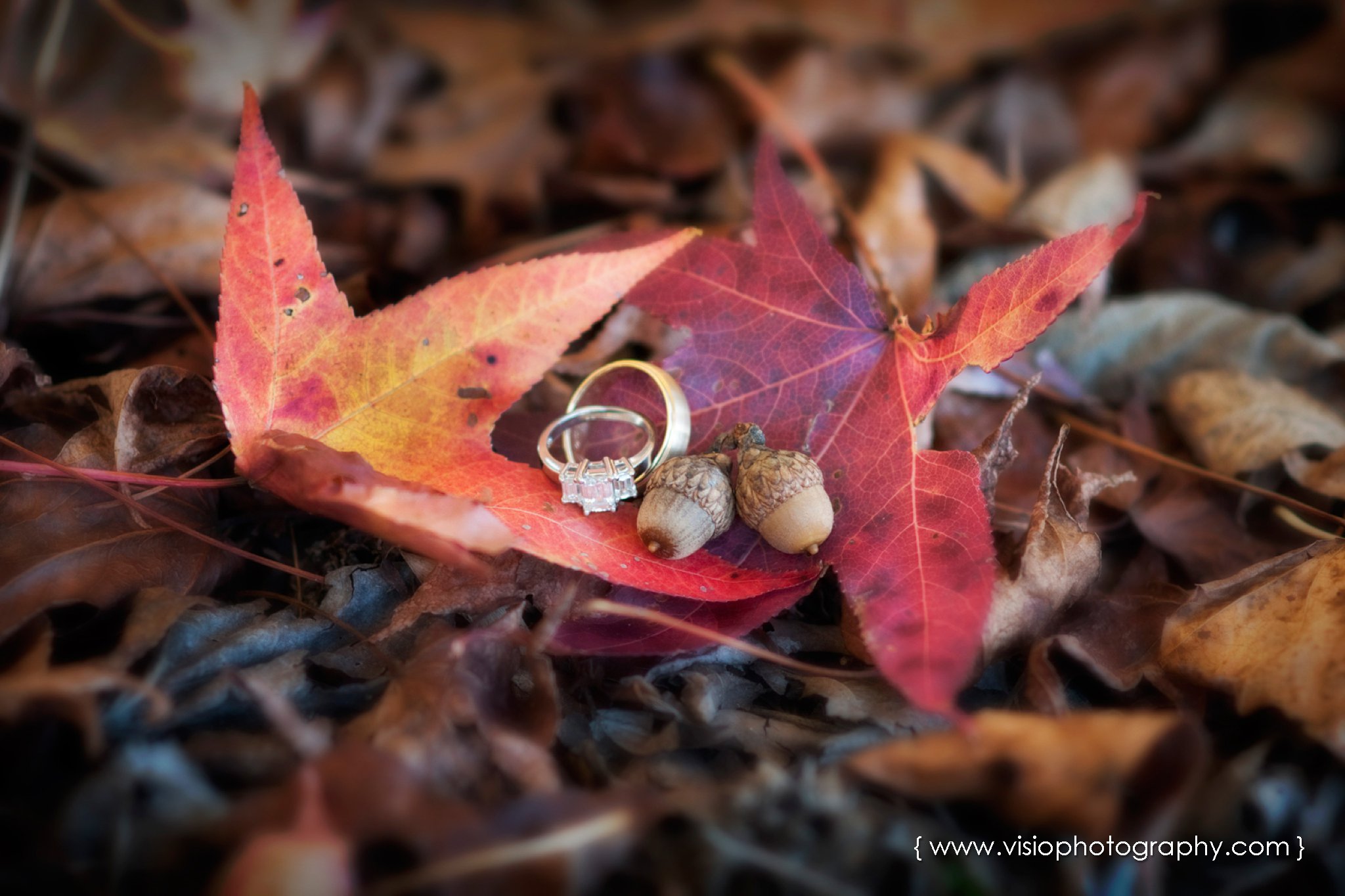 Wedding rings nestled in autumn leaves and acorns