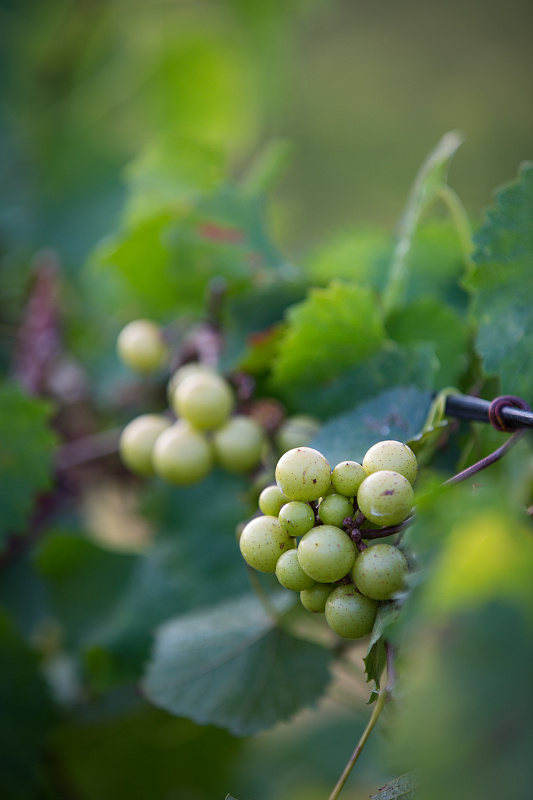 Grapes at Chateau Elan Winery and Resort