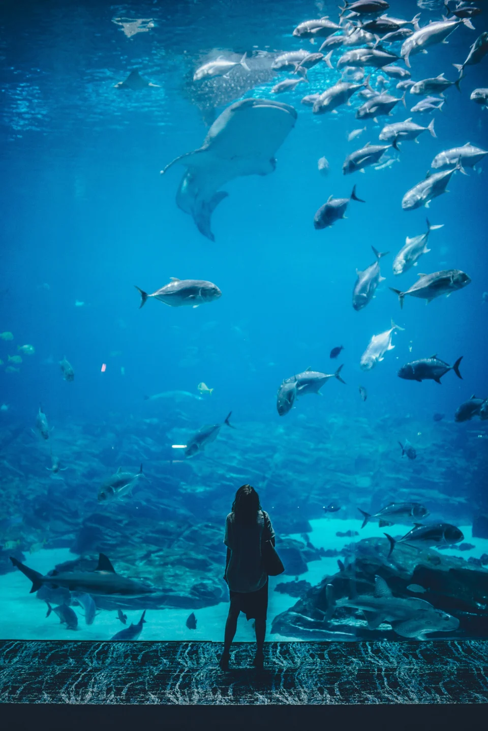 A whale shark and schooling fish at Georgia Aquarium in Atlanta