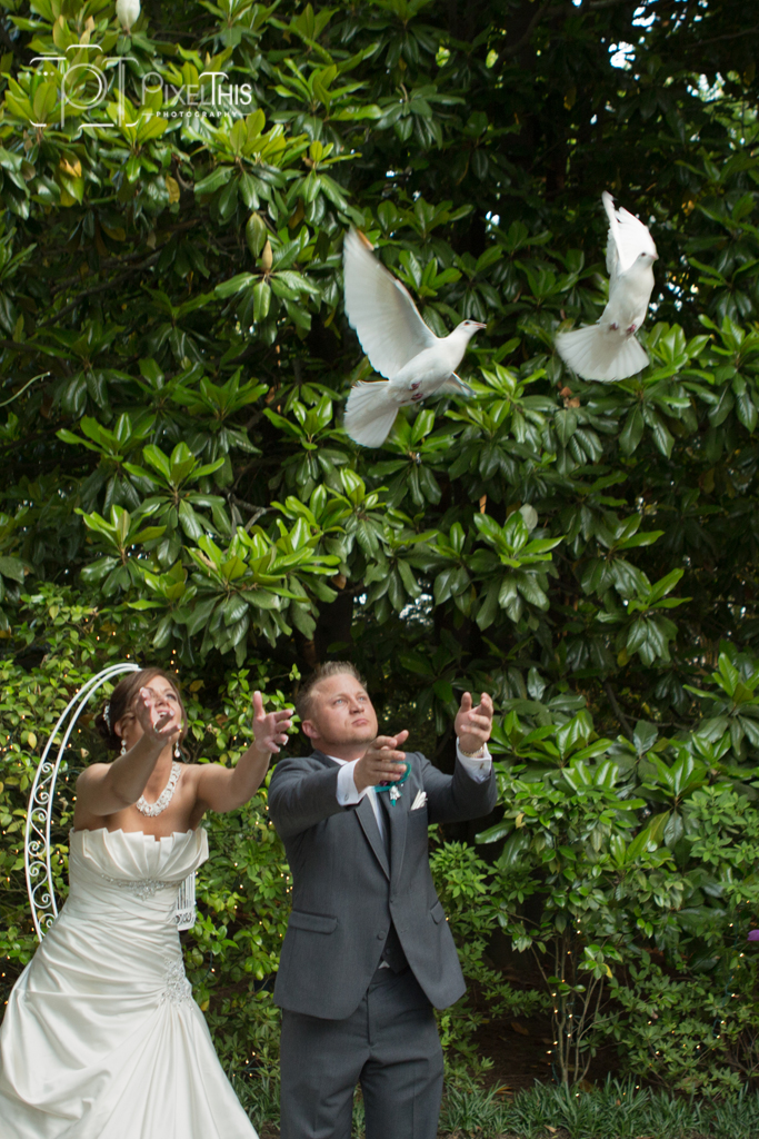 Georgia Dove Photo by Pixel This
