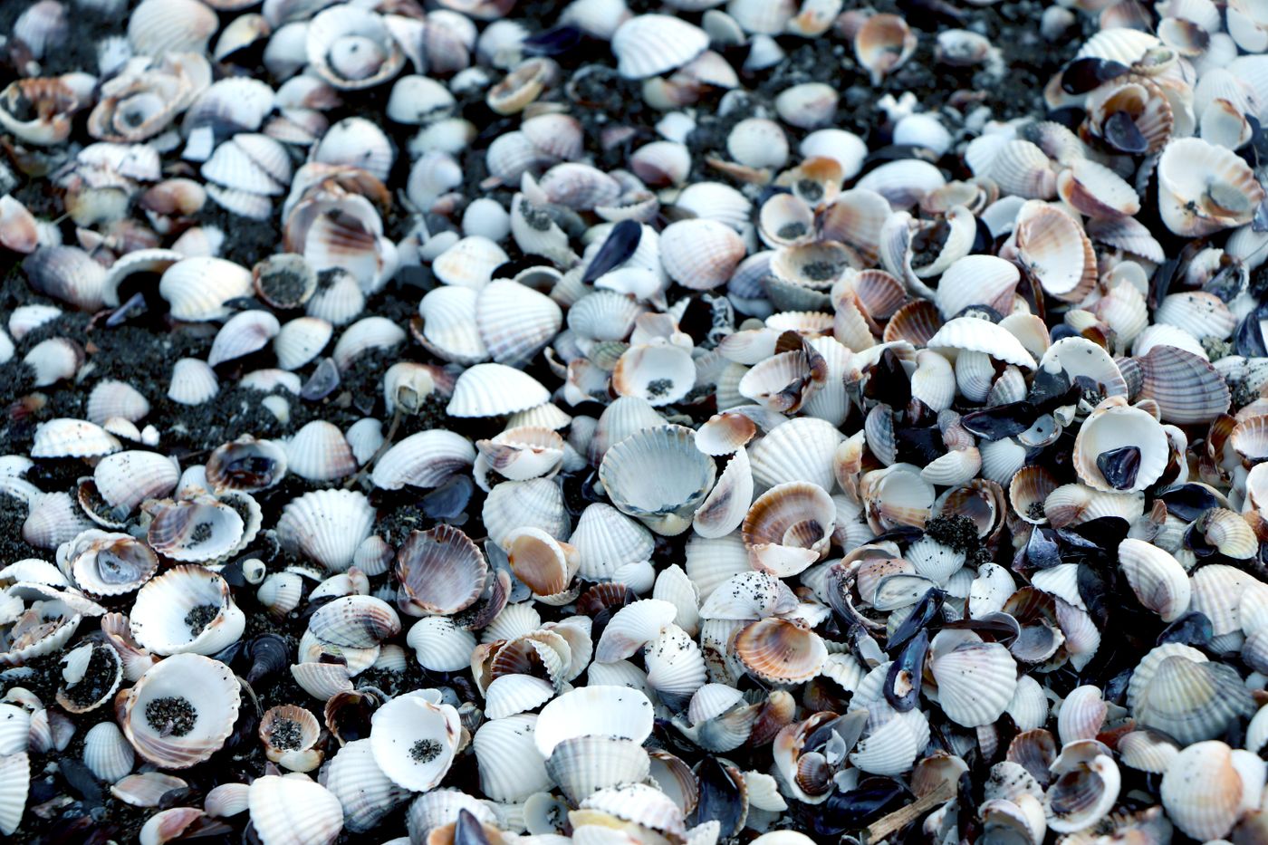 A collection of seashells scattered over pale beach sand