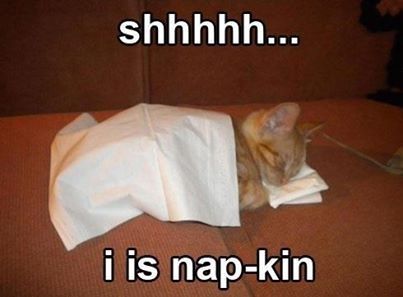 funny animal sleeping meme I is napkin